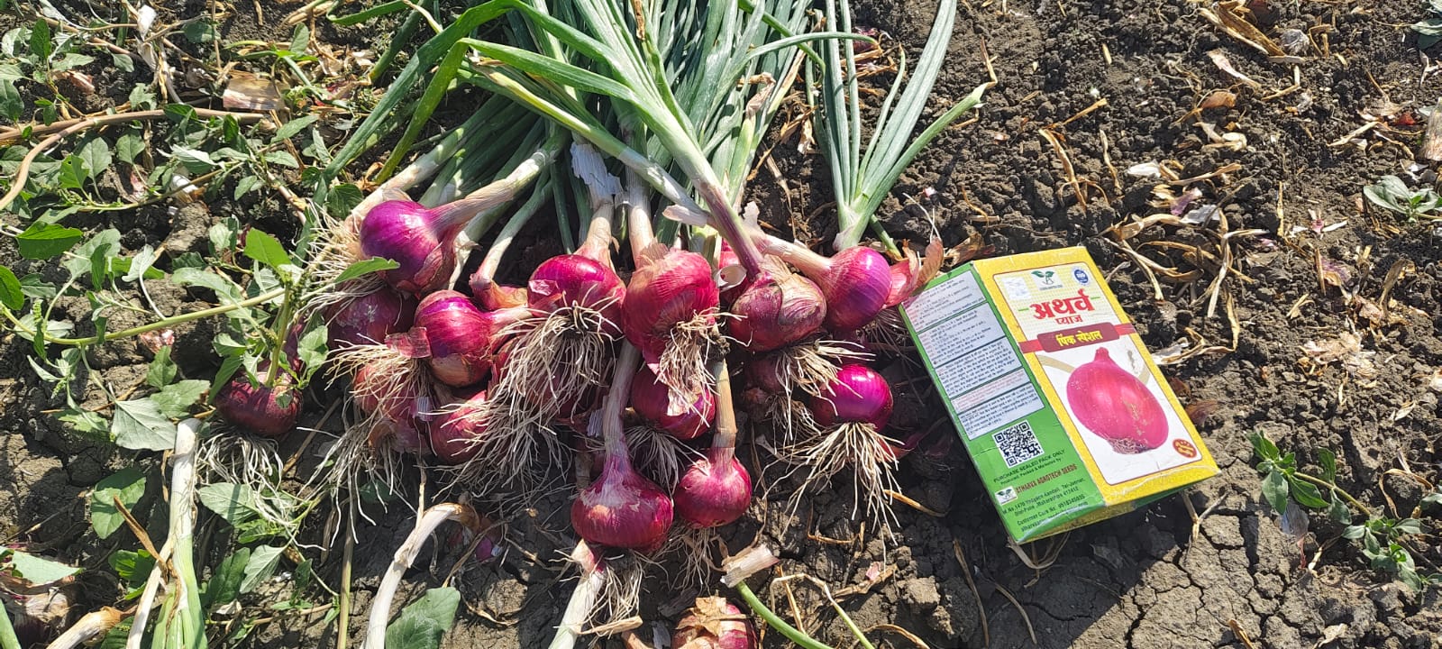 Onion Farm