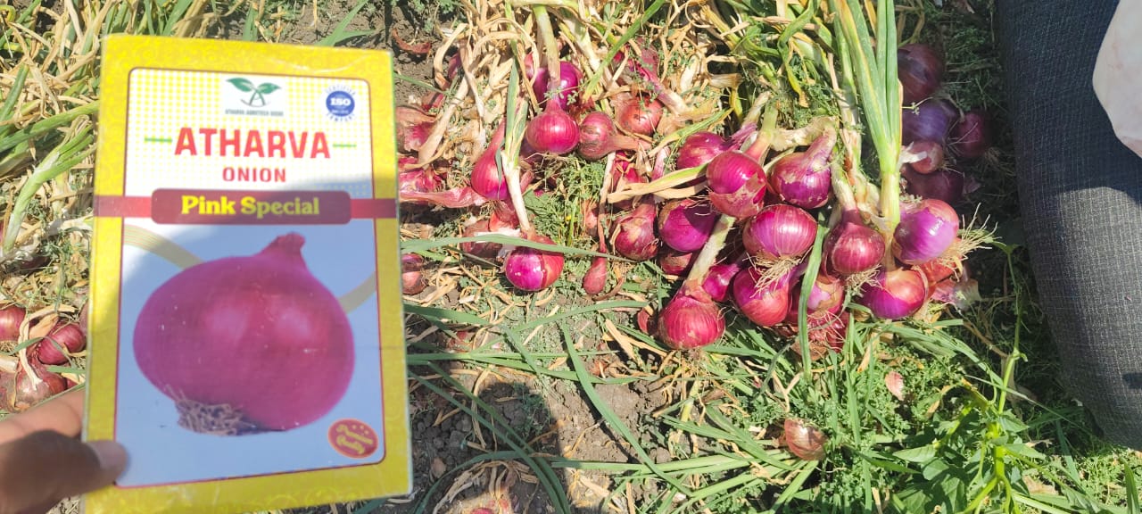 Onion Farm