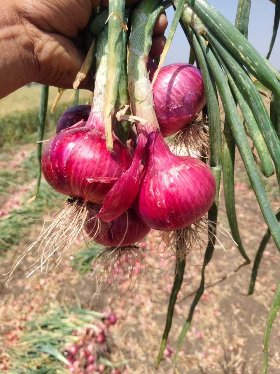 Onion Farm