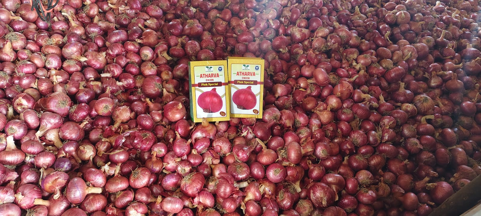 Onion Farm