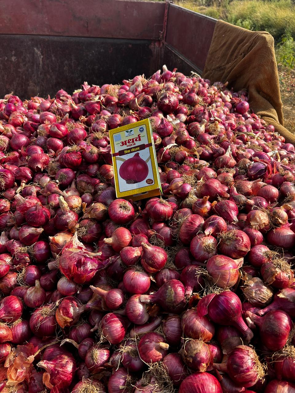 Onion Farm