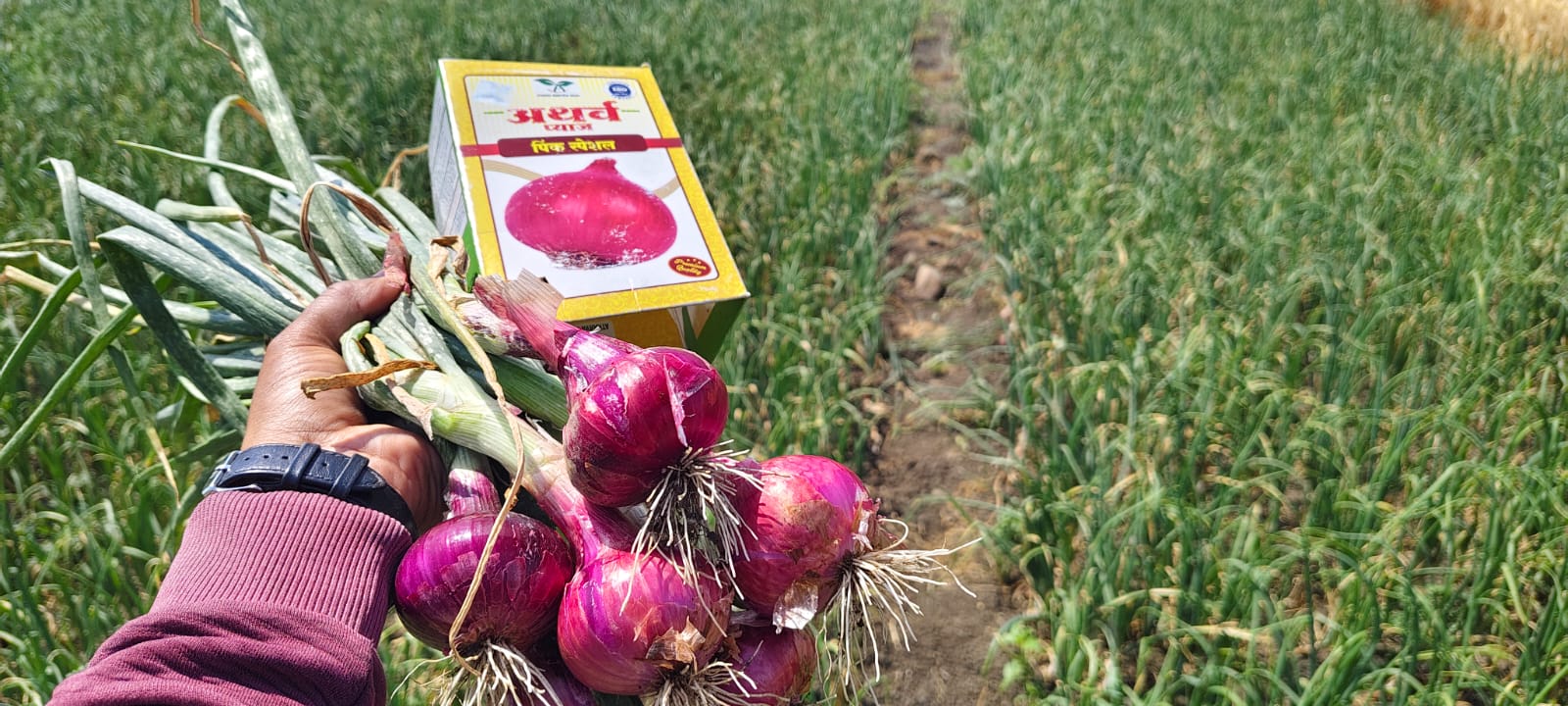 Onion Farm
