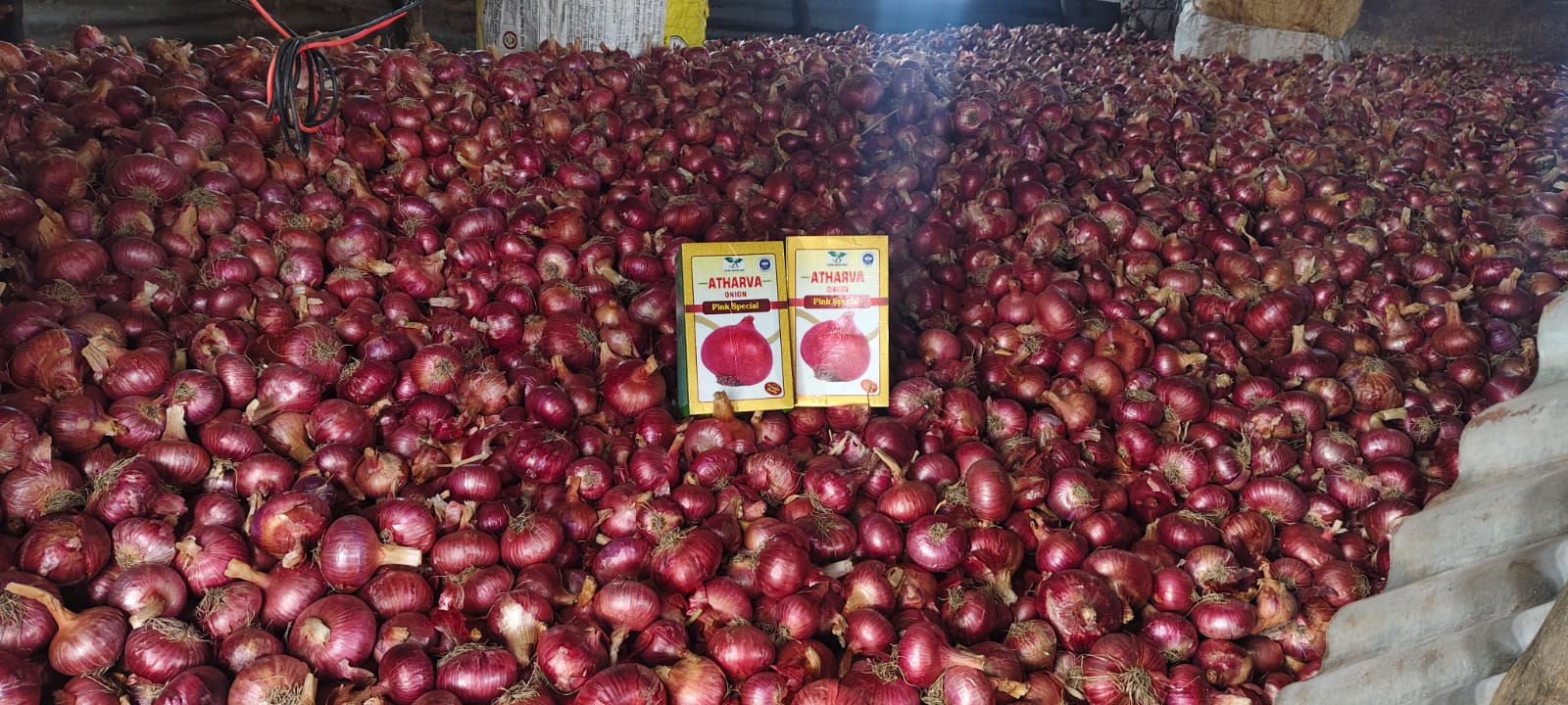 Onion Farm