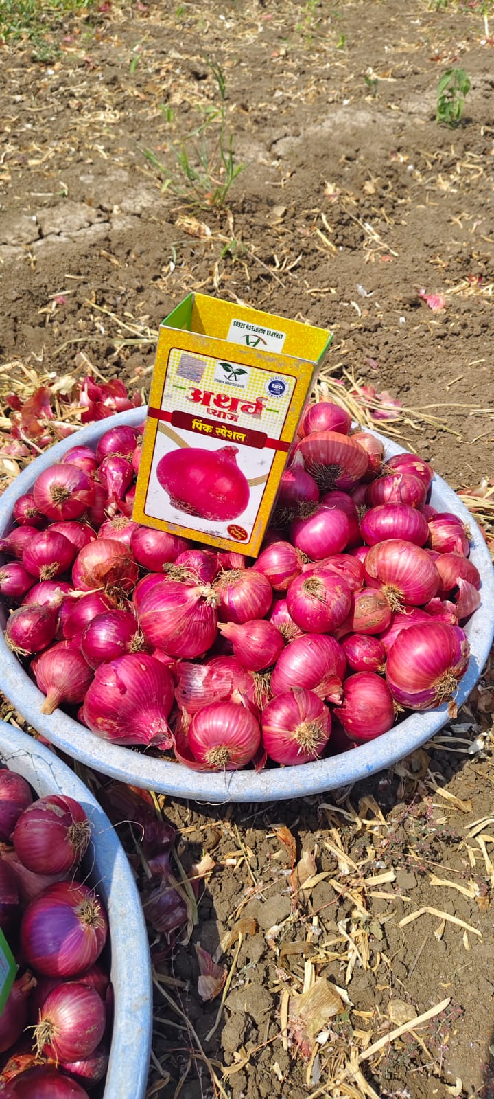 Onion Farm