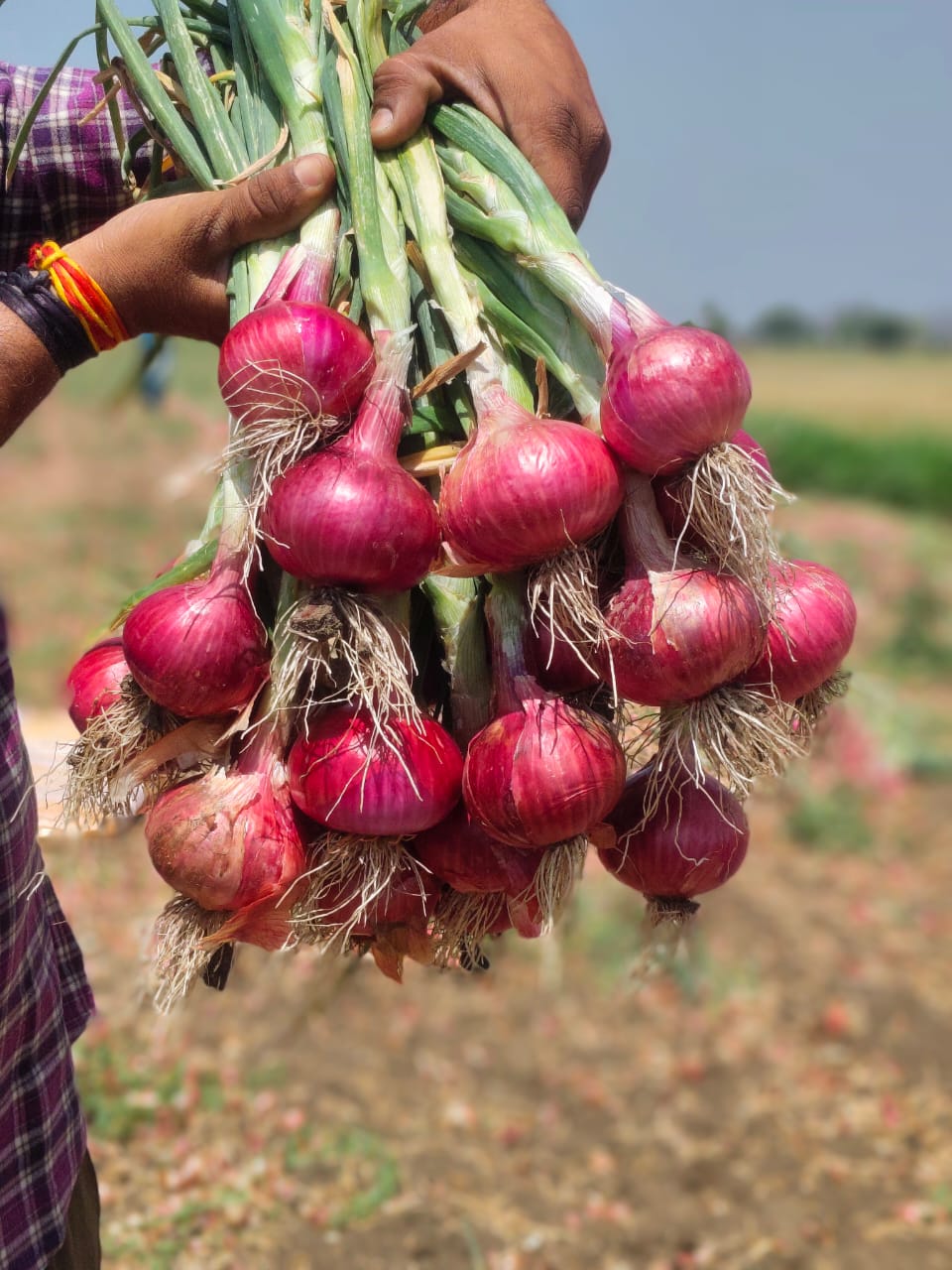 Onion Farm