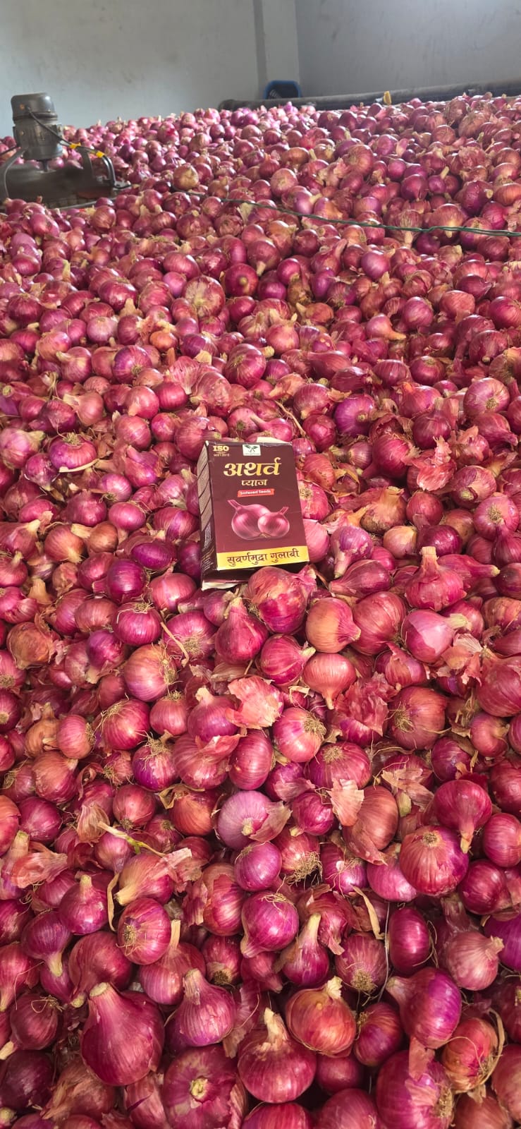 Onion Farm