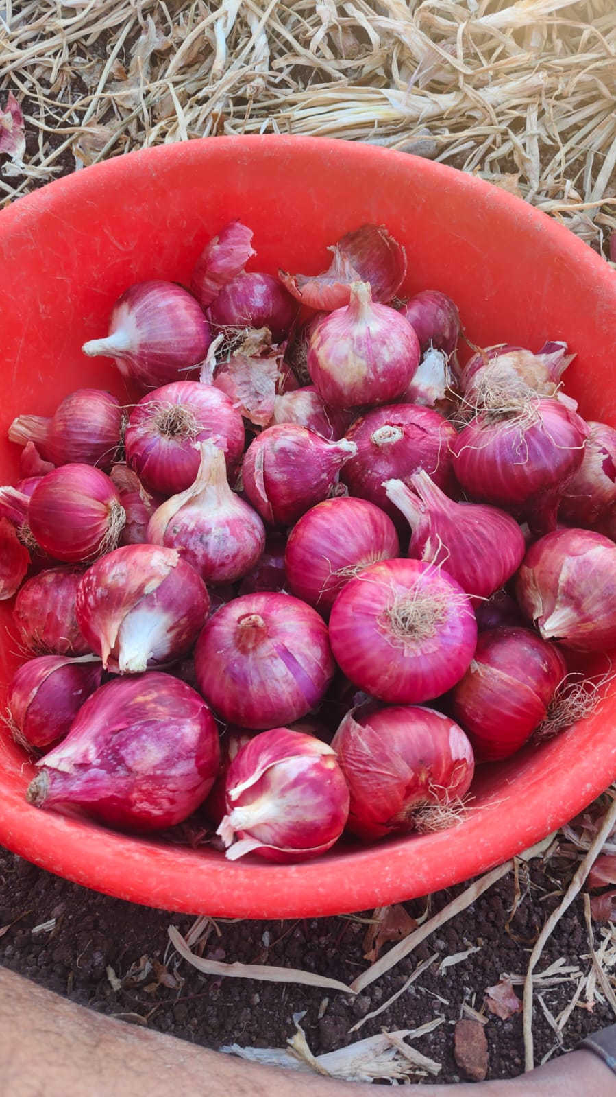 Onion Farm