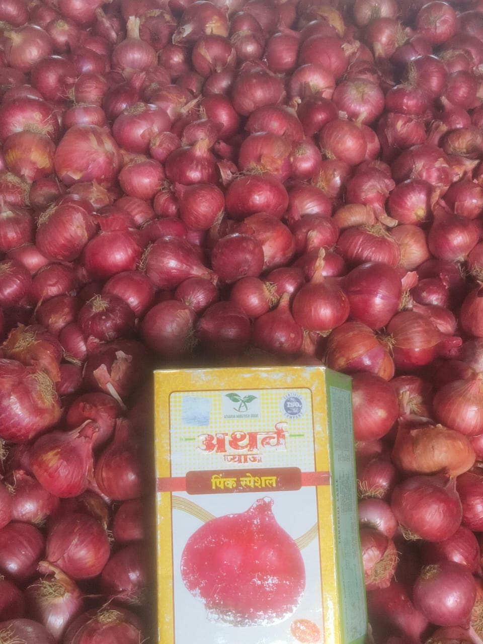 Onion Farm